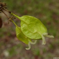 Holoptelea integrifolia (Roxb.) Planch.